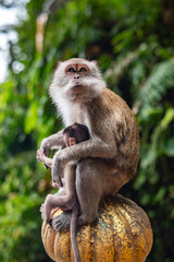 portrait of a macaque