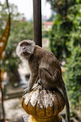 long macaque