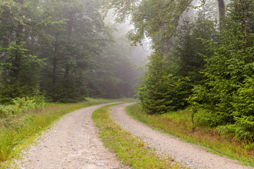 Waldweg bei Nebel