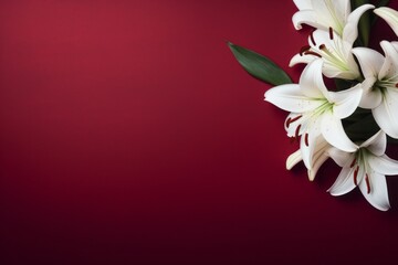 Several white flowers lilies on a seamless dark red burgundy background making a border. Top view. Flat lay. Copy space for text
