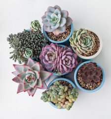 Succulent houseplant in blue pot on white background, top view. Bright pink, red, green and blue color flower sedum, echeveria, graptoveria, pachyphytum rosette