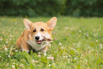 Happy dog with edible stick in mouth sitting on grass. Welsh Corgi holding lamb treat in mouth in outdoors