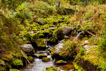 mountain river flow among stones covered with moss in Tatra National Park, Zakopane Poland. Kasprowy Wierch