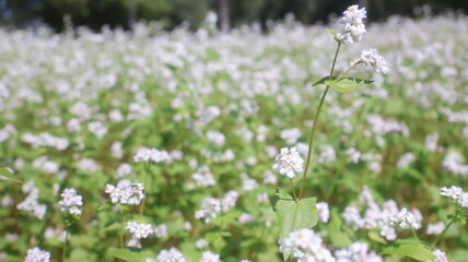 Natural environment, flowers and trees near Han River Park, South Korea, Seoul, South Korea