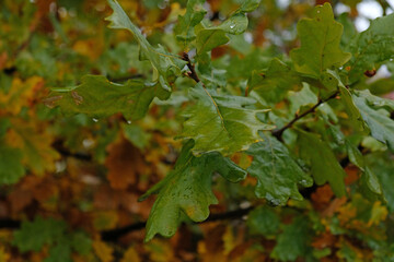 Autumn banner with fall yellow and green oak leaves leaves with raindrops background. 