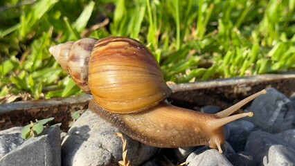 snail on a leaf