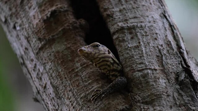 Left front claw out of the burrow while it is looking intensely towards the forest while breathing, Clouded Monitor Lizard Varanus nebulosus, Thailand