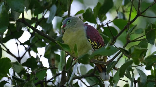 Wagging its tail as it looks around curiously and made some calls as seen deep in the foliage of this fruiting tree, Thick-billed Green Pigeon Treron curvirostra, Thailand