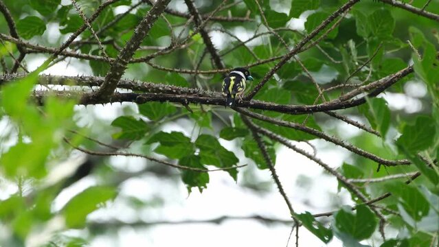 Seen from its back looking to the right frantically during a windy afternoon, Black-and-yellow Broadbill Eurylaimus ochromalus, Thailand