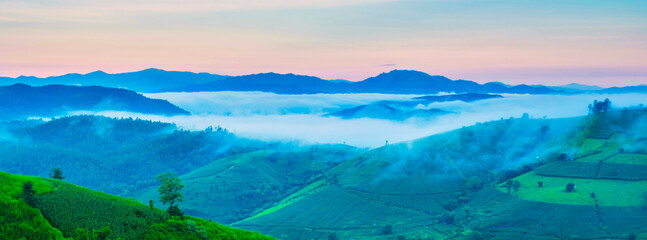 Terraced Rice Field in Chiangmai, Thailand, Pa Pong Piang rice terraces, green rice paddy fields during rain season during sunrise with mist and foggy clouds