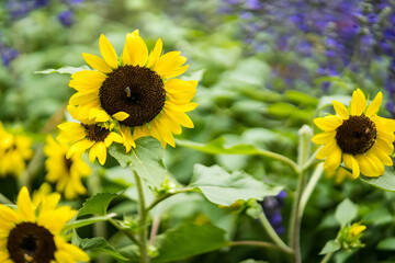 Fototapeta premium Beautiful flowers at the plant market in Thailand.