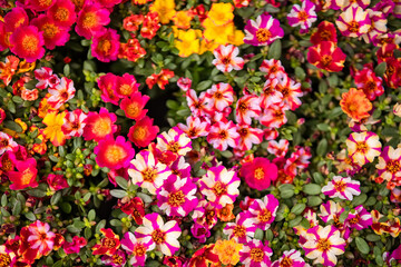 Beautiful flowers at the plant market in Thailand.