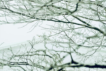 Obraz premium A tree-like structure made of icicles.