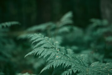 Beautiful Green Fern in the Forest. A Touch of Nature. Natural background.