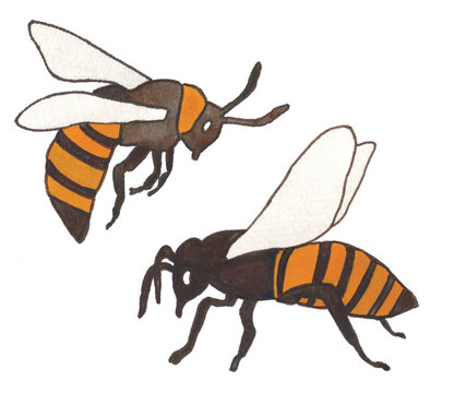 Two bees on white background