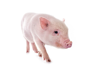 miniature pig in studio