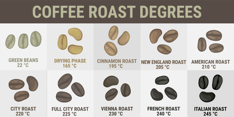 Coffee roast degrees. Vector infographics - coffee beans of different colors with roasting temperatures. Types of coffee: green, dried, cinnamon, new england, american, city, vienna, french, italian