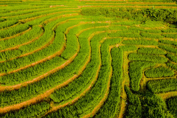 sunset in the mountains with green Terraced Rice Fields in Chiangmai, Thailand, Pa Pong Piang rice terraces, green rice paddy fields during the rain season in Chiang Mai Thailand