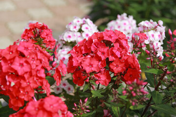 red and white flowers