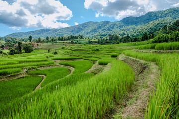 Fototapeta na wymiar Terraced Rice Field in Chiangmai during the green rain season, Thailand. Royal Project Khun Pae Northern Thailand Valley