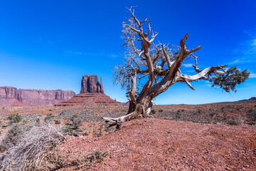 travel usa and north america, Monument Valley, close up view from a dead and dry tree, in the background visible West Mitten Butte