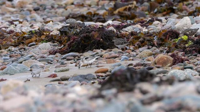 Sanderlinge (Calidris alba) und Steinw&auml;lzer (Arenaria interpres) an einer Atlantikk&uuml;ste