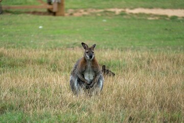 Adult kangaroo standing in a natural environment