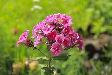 pink and white flowers