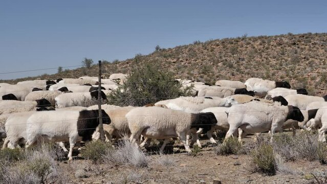 Dorper sheep are a South African breed with black head and white body