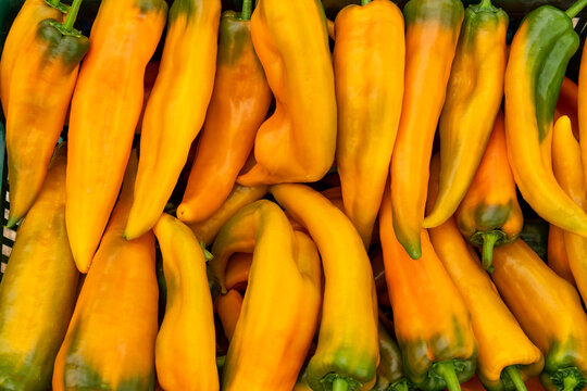 Food photography of fresh yellow pepper, Corno di Toro Rosso (Capsicum annuum), raw organic vegetable close-up macro - stock photo