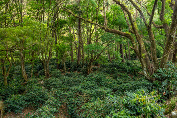 An organic coffee farm in the mountains of Panama, Boquete, Chiriqui highlands - stock photo