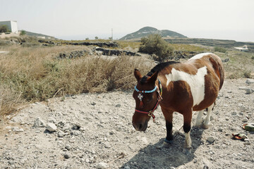 horse on the farm