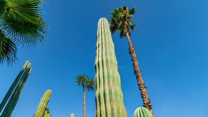 Big cactus in a cactus garden, a symbol of the harsh yet fascinating world of desert flora in...
