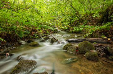 Obraz premium long exposure view of forest and stream