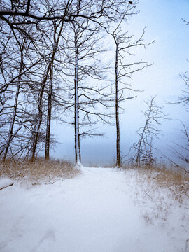 snow-covered path between trees in the snow, fog-shrouded background