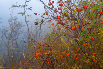 closeup briar bush with ripen berries in dense mist
