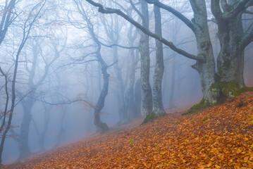 red autumn beech forest in dense mist