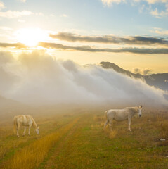 white horse graze on mountain pasture at the sunset