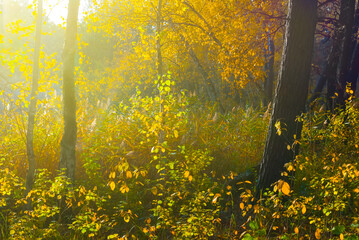 autumn red forest glade in light of sparkle sun