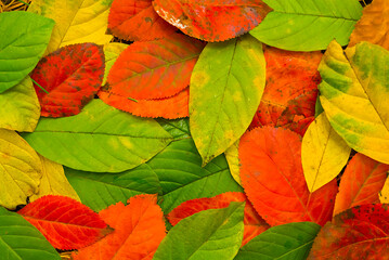 varicoloured red dry  autumn leaves background