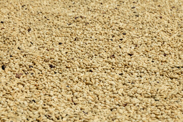 Close up of  arabica coffee grains drying in the sun. - stock photo