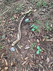 animal skeleton