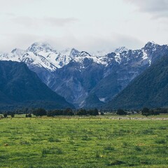 Picturesque outdoor landscape of a lush green grass field with snow-capped mountains in New Zealand