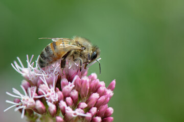 abeilles - anthophila -  hyménoptères