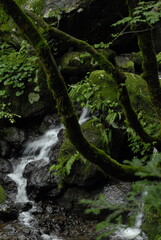 waterfall in the forest