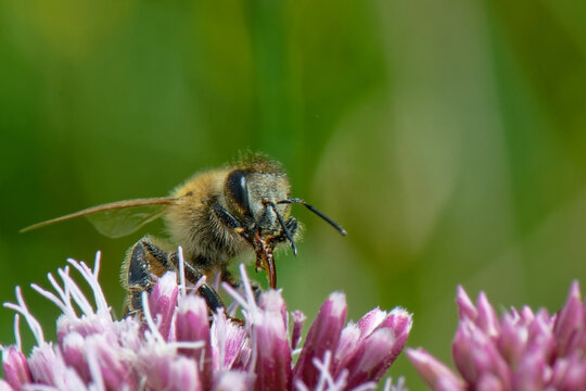 abeilles - anthophila -  hym&eacute;nopt&egrave;res, 
