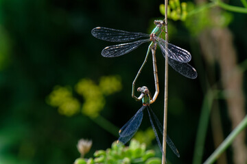  Platycnemis pennipes - le Pennipatte bleuâtre - l'Agrion à larges pattes - demoiselles - Odonates,