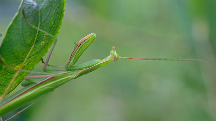Mante religieuse - Mantis religiosa -  Mantidae,
