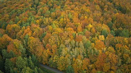 Autumn Forest - Jesienny Las