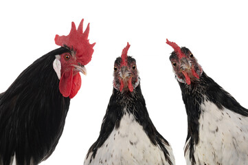 portrait rooster and chicken lakenfelder isolated on a white background